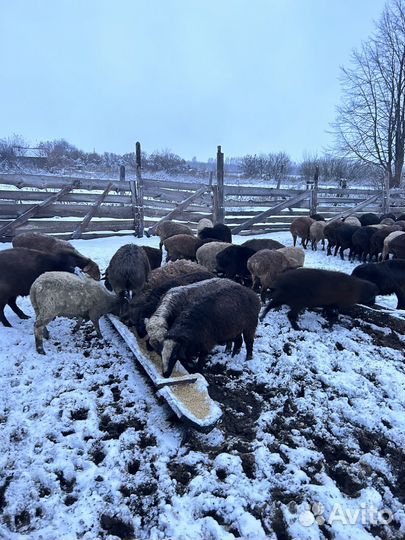 Овцы,Бараны