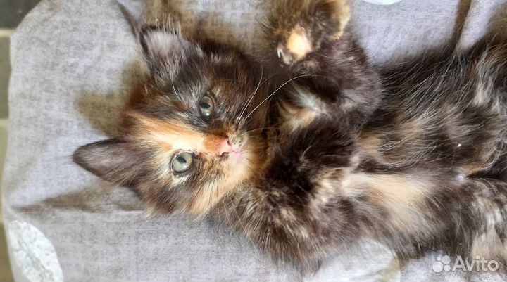 Отдам котят в добрые руки. 3девочки и 1 мальчик