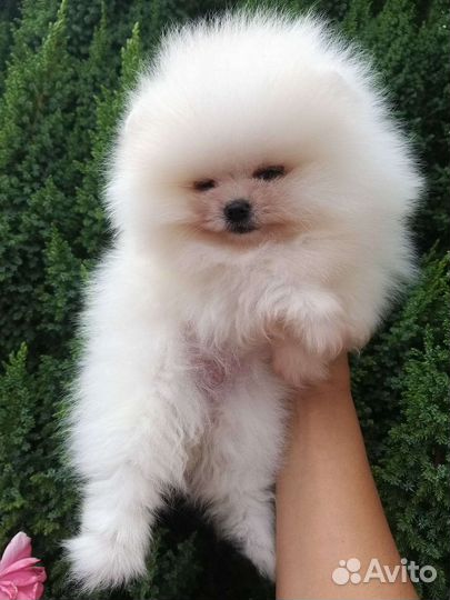 Белая Мини Мишка Помпом Померанский шпиц
