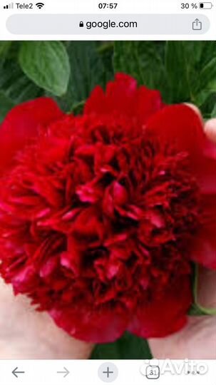 Пион ранний Рэд Чарм окс