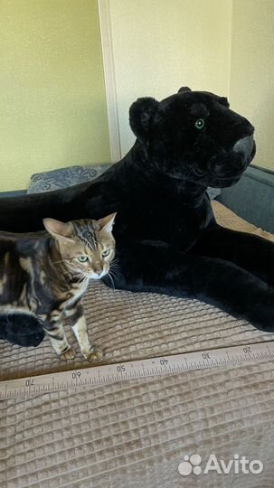 Пантера огромная