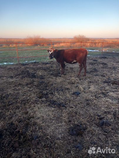 Телки стельные