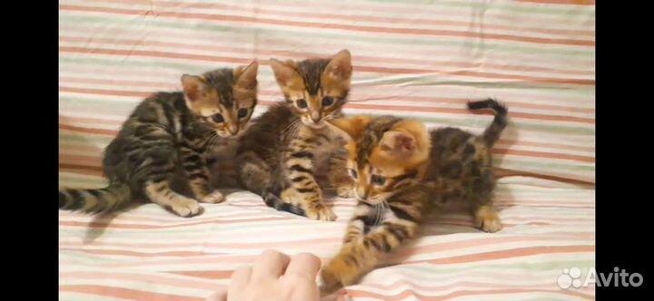 Бенгальские котята