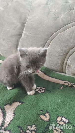 Котенок 2 месяца