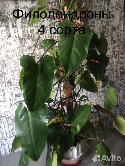 Филодендроны