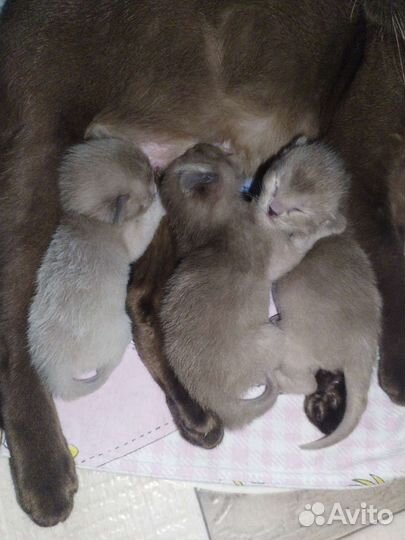 Бурманские котята