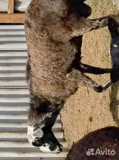 Курдючный баран