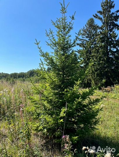 Живые ели и сосны 1-6 м от заготовителя