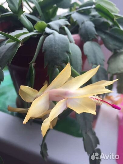 Декабрист шлюмбергера сортовые