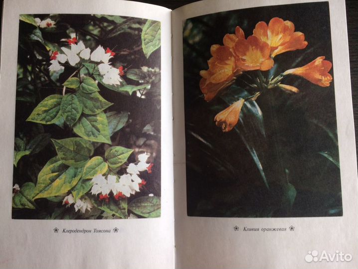 Книга «Комнатные растения», 1997