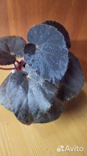 Бегонии декоративнолистные