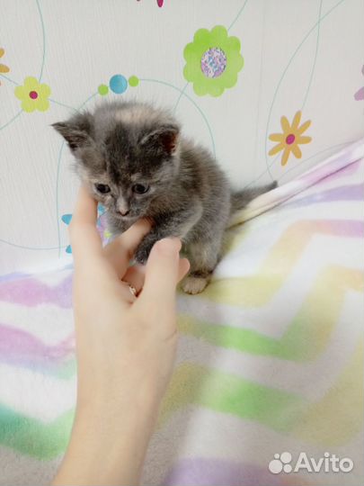 Котятки ищут добрых хозяев