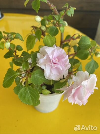 Оксалис,бегонии,разные бальзамины и др