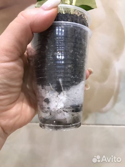 Сциндапсус Marble Apple, Marble Queen