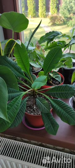 Комнатные цветы