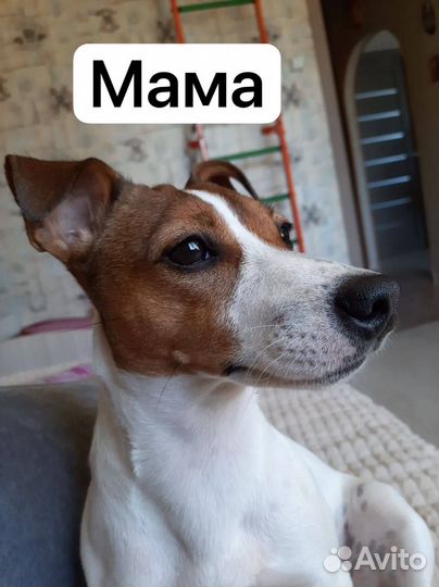 Джек Рассел терьер