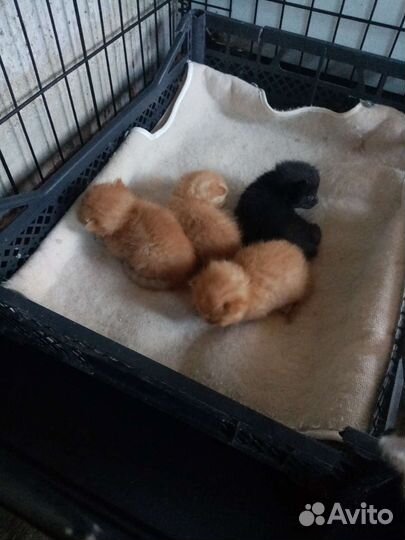 Котята и кошка в добрые руки бесплатно