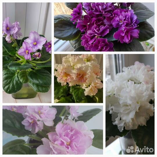 Фиалочки(детки,черенки)