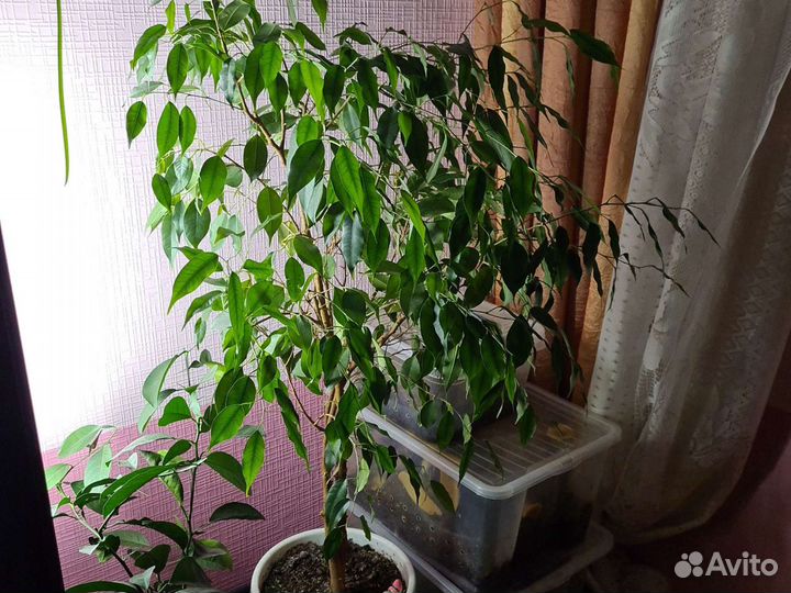 Фикус Бенджамина