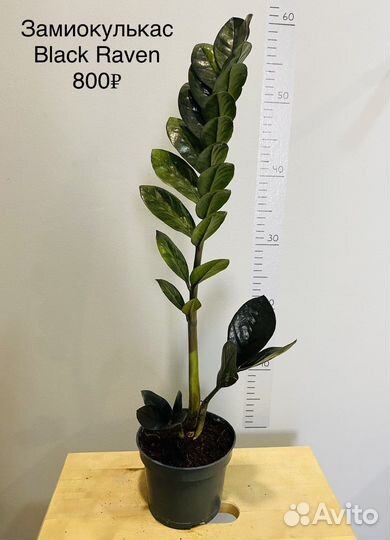 Замиокулькас черный Black Raven и Zamiifolia