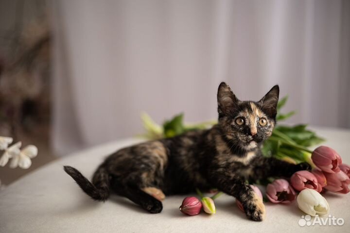 Отдам в добрые руки