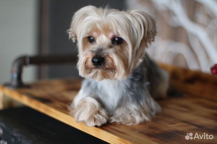 Йоркширский терьер вязка кобель