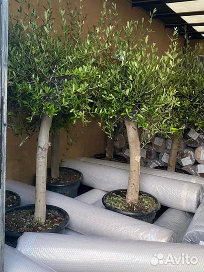 Оливковое дерево в горшке олива европейская