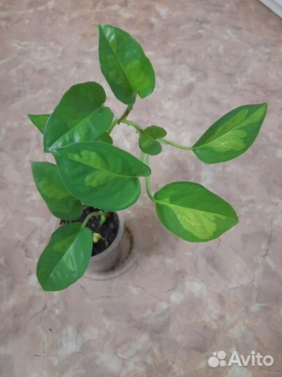 Комнатные цветы