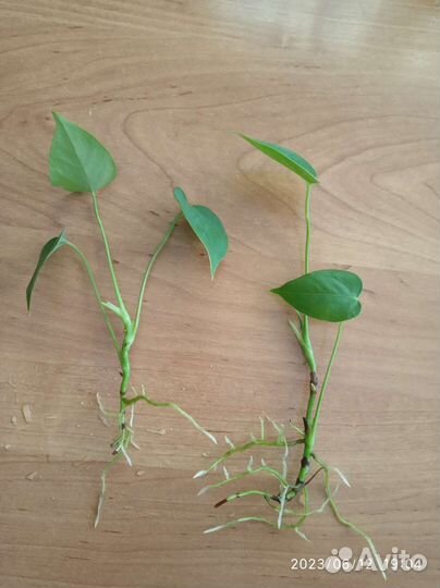 Отростки антуриума красного