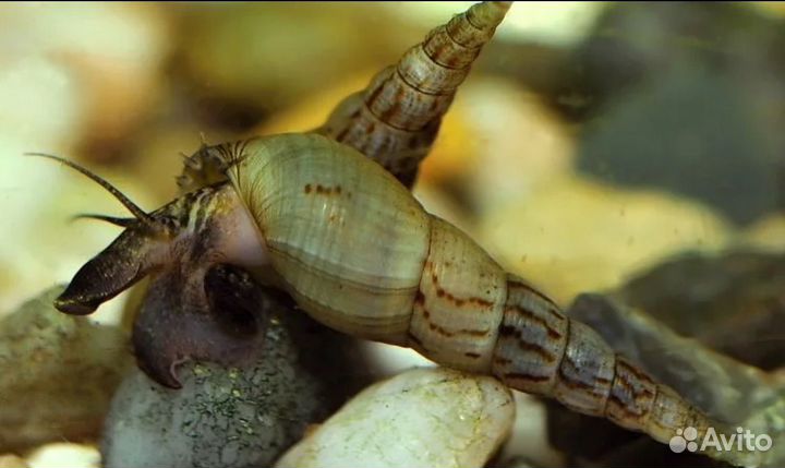 Улитки мелании