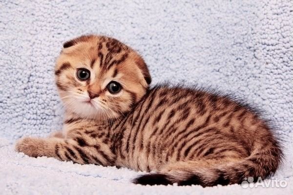 Золотая пятнистая вислоухая кошечка