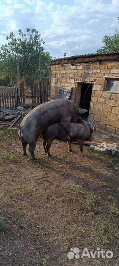 Хряк на племя