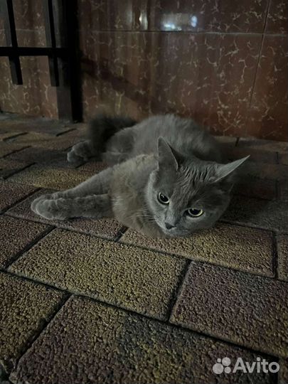 Молодая Кошечка британец в добрые руки