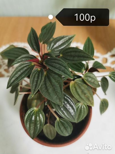 Комнатные растения