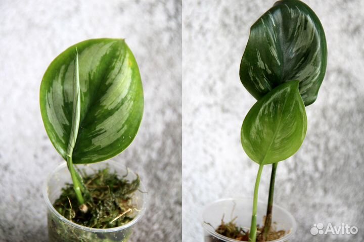 Сциндапсусы сортовые