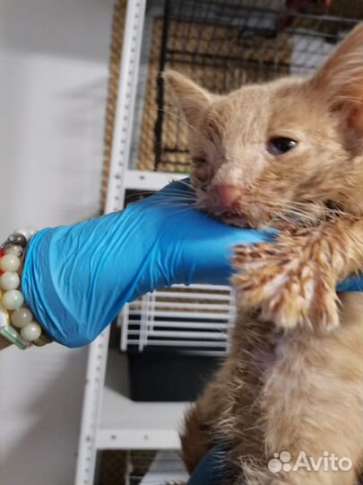 Котенок в добрые руки