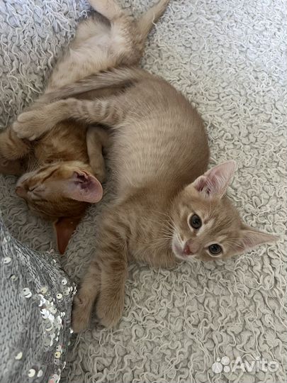 Котята в добрые руки