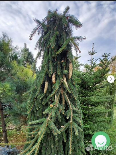 Ель Инверса