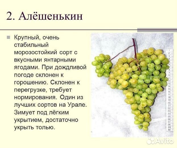 Саженцы винограда для Сибири