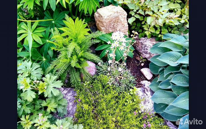 Декоративные растения для сада