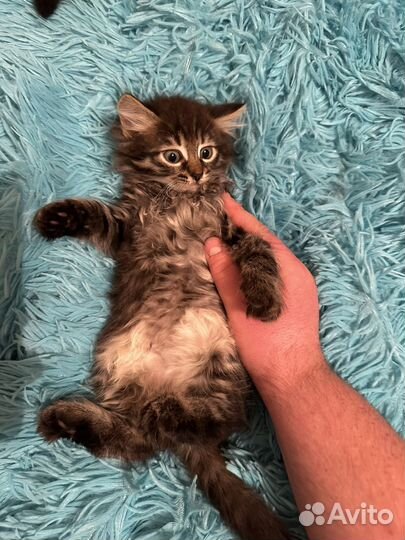 Котята смесь