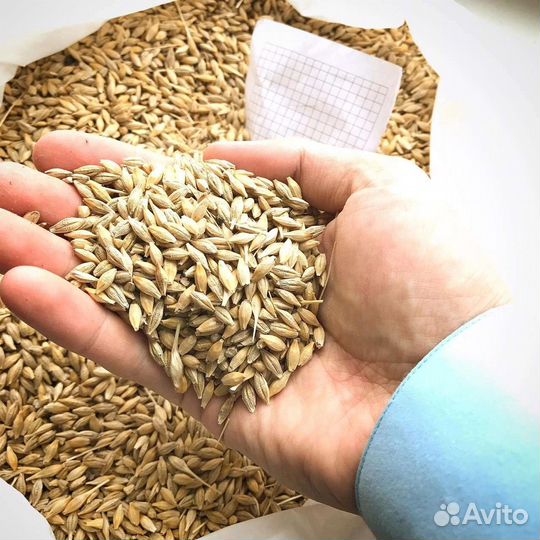 Продам ячмень