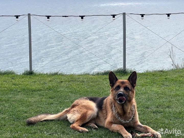 Собака в добрые руки