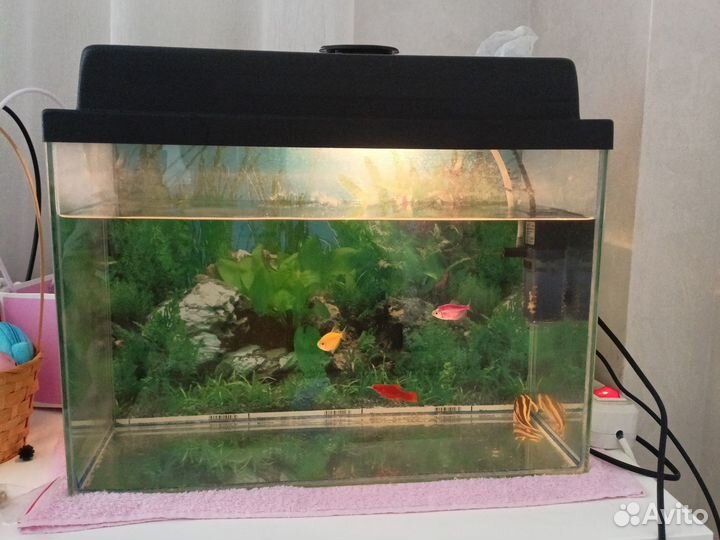 Аквариум с рыбками (медуза, камушки)