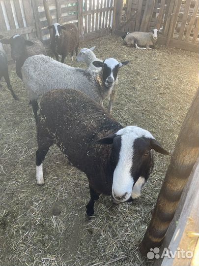 Бараны дорпер
