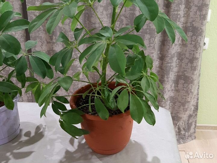 Шефлера,Юка,Алоэ Вера