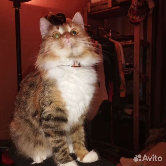 Кошка