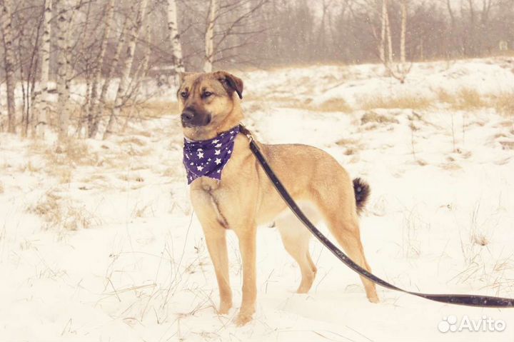 Милая собака Кози в добрые руки