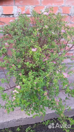 Декоративные кустарники и сортовые лилейники