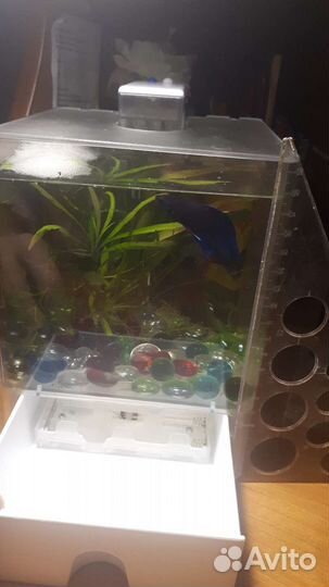 Аквариум